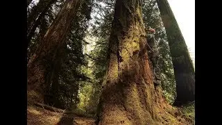 Spur/Spike Tree Climbing Tutorial, Large and small Trees