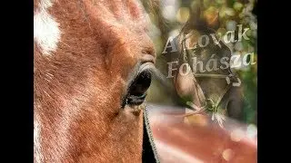 A Lovak Fohásza