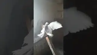 Сиреневые голуби Нурика Тараз