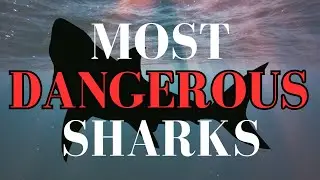 The Ocean's Most Aggressive and Dangerous Sharks