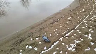 Вода ещё прибывает Сев Двина 24 04 24