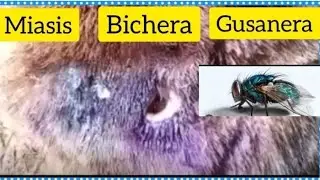 Miasis, Bichera ó Gusanera en Perros 🐕 🐕‍🦺