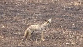jackal