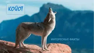 КОЙОТ🐺/Животные life/Собаки/Животные/Интересные факты