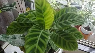 Plant care #9 | How to care Calathea zebrina for a better growth on them? | biosphereflora |
