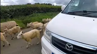 Mazda Bongo. Sheepish Day Out With Old George. 🤠