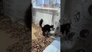 Кузя и шарик😋🎈 