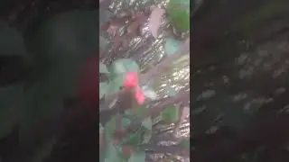 планински лимони в софия  вече цъфтят и през есента