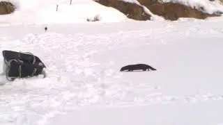 Норка ворует рыбу. Чусовая.