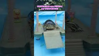 COSTRUISCO una PISCINA per TARTARUGHE🏝️🐢🤩  