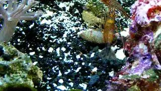 Peppermint Shrimp Vs. Blue Legged Hermit Crab