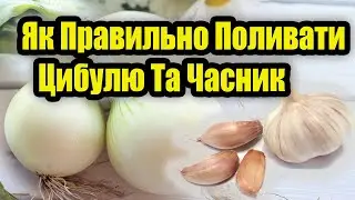 Як Правильно Поливати Цибулю та Часник.