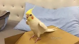 steppy burd