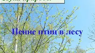 Звуки леса. Пение птиц в лесу слушать