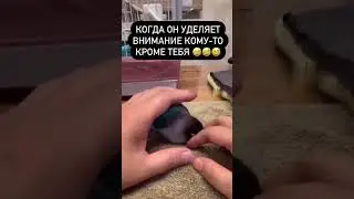 Какая прелесть😍