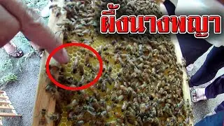 ลักษณะ ผึ้ง นางพญา | นางพญา ผึ้ง ดูยังไง | ลักษณะ ผึ้ง นางพญา ดูอย่างไร