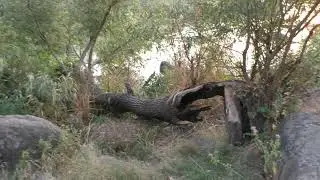 Дуэт Свои - Южный Буг - Лолита - Я жизнь отдам за тебя(Cover)