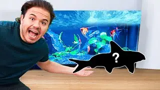 Setting Up MINI SHARK CATFISH AQUARIUM!
