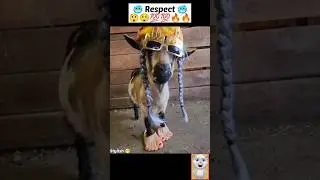 Respect Cute dog 🥶💯🔲 #shorts