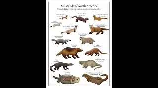 Weasels to Wolverines: Meet the Mustelids