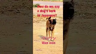How do you say the sound of a dog in Japanese?😊