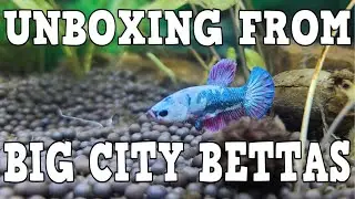 UNBOXING FROM BIG CITY BETTAS