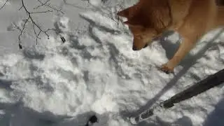 Собака поймала норку