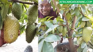 My potted Soursop tree with 80 fruits, learn how to get more fruits from your soursop tree!!!