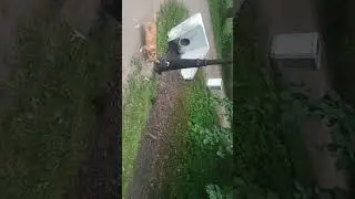 Ящик.. Насим Николас Талеб. Чтец.