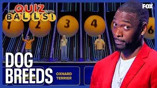 Which of These Are REAL Dog Breeds? | The Quiz With Balls!
