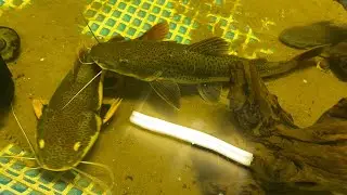 Feeding Catfish By Hand