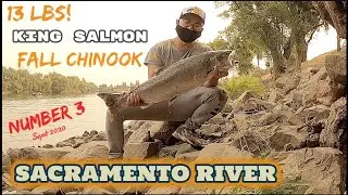 13 lbs KING SALMON SACRIVER fall chinook ST CROIX BASS ROD! 12lbs test line!