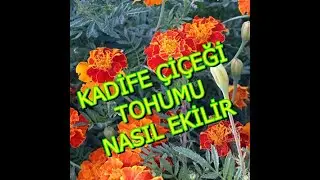 Kadife çiçeği Tohumu nasıl ekilir