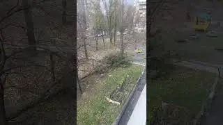 Дерево упало из-за сильного ветра 🤯 #ураган