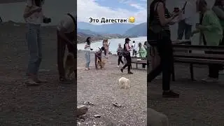 Дагестанская кошка кошмарит приезжую собаку 😂 Это Дагестан! 
