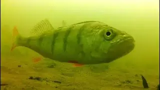 За окунем по бою чайки