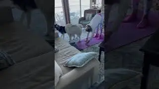 Huskies Interrupt Yoga Class | Hilarious Video! 🐶🧘‍♀️
