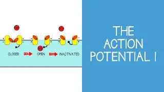 1.3 Cellular: The Action Potential I