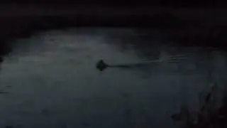 Лайка плавает за бобром.