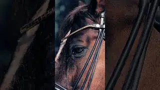Chocolate mood for equestrian
