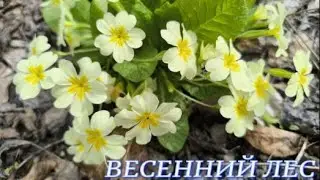 №1056/ ВЕСЕННИЙ лес!!! В ЛЕС за КОРОЙ.