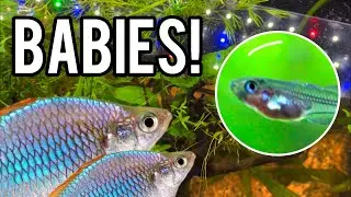 Accidentally Breeding Rainbowfish - And More!