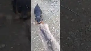 Когда рождённый охотиться