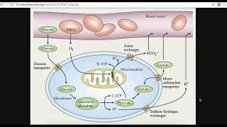 Cyclometry: energy for muscle contraction