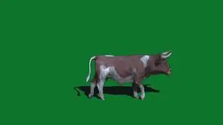 Green screen cow, green screen animals for use in chroma key, no copyright