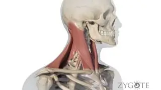 Zygote CAD Anatomy Models Product Demo