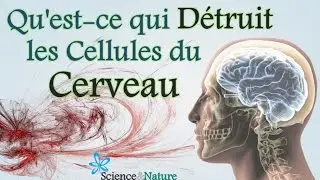 ✔ Comment Devenir Plus Intelligent? Qu'est Ce qui Détruit les Cellules Nerveuses du Cerveau ?