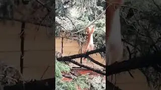 Белочка на даче/В этом году на даче поселилась белочка  🐿👍🤗# влоги
