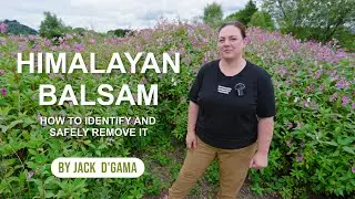 Himalayan Balsam with Dr Zarah Pattison