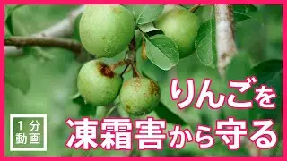 【適応策】りんごの凍霜害